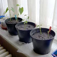 How to grow bush beans in garden. Beans In Pots Diary Of A Brussels Kitchen Garden