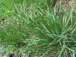Image result for Paspalum scrobiculatum