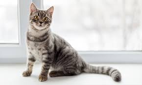 Image result for cat