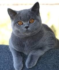 Persian cats definitely hold celebrity status amongst all cat breeds seen today. Cat Photos British Shorthair Cat Pictures