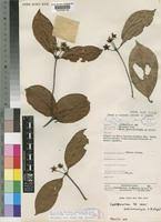Image result for Cassipourea