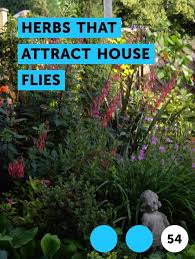 Learn Herbs That Attract House Flies How To Guides Tips And Tricks Citrus Trees Jasmine Plant Plants
