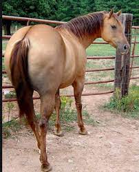 The buckskin is thought to of originated from the spanish sorraia. Is Buckskin A Color Or A Breed Of Horse The Thinking Equestrian