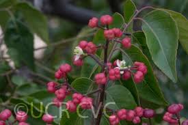 Image result for Clausena anisata