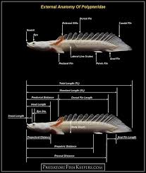 External Anatomy Of Polypteridae Bichir Rare Fish Science Experiments Kids Easy Freshwater Fish