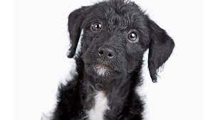 Jack A Poo Mixed Dog Breed Pictures Characteristics Facts