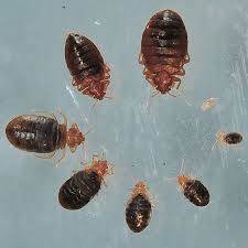 We did not find results for: Bed Bug Photos Rutgers Njaes