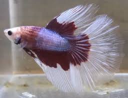 Betta Fish Betta Fish Ideas Bettafish Fishbetta Live Betta Fish Maroon Butterfly Halfmoon Male 26 99 End Date Tuesday Betta Fish Betta Tropical Fish