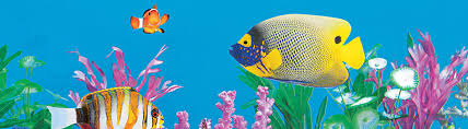 Fish food and tank supplies up to 80% off! How To Calm Down Stressed Fish Petco