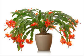How To Repot A Christmas Cactus
