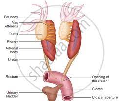 Explain The Male Reproductive System Of Frog Zoology Shaalaa Com