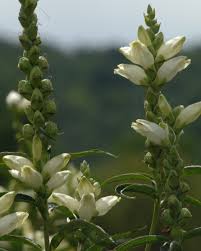 Image result for Blotiella glabra