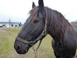 The breed is a canadian treasure. Ces Petits Chevaux Qui Ont Construit Notre Pays Journal Le Nord