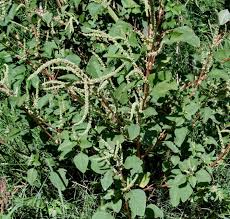 Image result for Amaranthus viridis