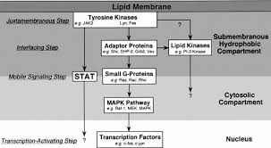Maybe you would like to learn more about one of these? The Mechanism Of Il 5 Signal Transduction American Journal Of Physiology Cell Physiology