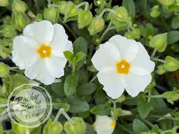 Image result for Cissus faucicola