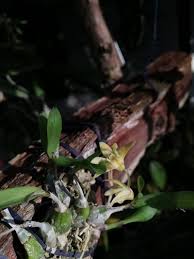 Image result for Polystachya ottoniana