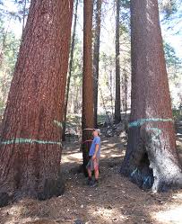 The forest is split into two sections by the shasta valley and interstate 5 corridor. Post Fire Westerman Bill A Clearcutter S Dream Nec