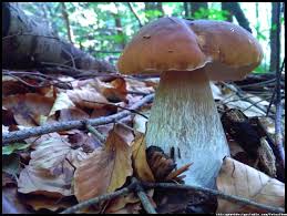Maslak is one of the main business districts of sarıyer, istanbul, turkey, located on the european side of the city. Grzyby Fungi Of Poland Mushrooms Grzyby Jadalne Grzyby Trujace Borowik Prawdziwek Prawdziwki Boletus Borowik Szlachetny Stuffed Mushrooms Mushroom Fungi Fungi
