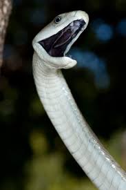 Snakebite Africa Geographic Magazine Black Mamba Snake Black Mamba Snake