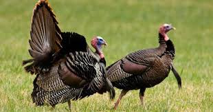 Birds That Look Like Turkeys In Florida What Is A Female Turkey Called Reference Com Hunting Female Turkey Archery