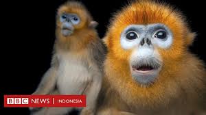 Bekantan, monyet dengan warna oranye kecokelatan, hidung mancung, serta perut yang besar ini disebut warga setempat sebagai kera belanda, karena konon dulunya pulau yang dihuni bekantan ini. Banyak Hewan Terancam Punah Bagaimana Kerusakan Lingkungan Berkaitan Dengan Munculnya Wabah Penyakit Baru Bbc News Indonesia