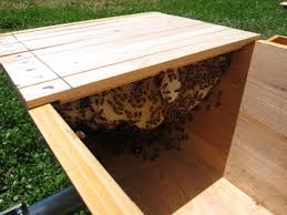Bee hive comes without a roof and is not painted or stained. Plans To Build A Top Bar Honey Bee Hive Topbar Isp Paris