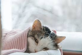 Tachypnea, also referred to as polypnea, is an increased rate of breathing. Cat Pneumonia Know The Causes Signs And Treatment