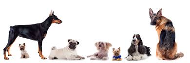 Poem Hunter S Dog Poems Cute Cats And Dogs Dog Breeds Beautiful Dogs