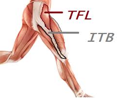 The posterior compartment of thigh is the gluteal fold above to the rear of the knee below. Tendon Disorders Of The Hip And Thigh Orthopaedia