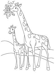 Giraffe animal coloring pages for adults. Giraffe Coloring Pages 100 Pictures Free Printable