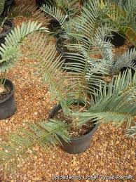 Image result for Encephalartos umbeluziensis