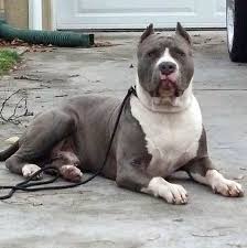 Pin by razzaaq on xl blue pitbull puppies for sale from www.pinterest.com. Blue Nose Pitbull Puppies For Sale Near Me Pet S Gallery