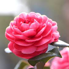 Camellia Flower Where To Buy Best Flower Wallpaper