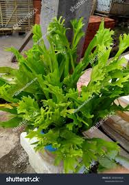 Image result for Microsorum punctatum