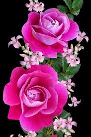 Pin By Carol M Couture On Beautiful Flowers Beautiful Rose Flowers Very Beautiful Flowers Rose Flower Wallpaper