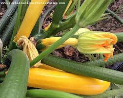 Once you see a black or dark brown spot at the here are steps you can take to limit and control blossom end rot on tomatoes and other crops. Squash Variety Trial For Pollination Issues And Blossom End Rot Sustainable Market Farming