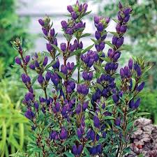 Aug 03, 2019 · 'astra double blue' is a dwarf variety that blooms all summer and it can be ordered through nature hills. True Blue Gentian Direct Gardening