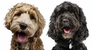 Kitchen equipment australian labradoodle vs labradoodle. Cockapoo Vs Labradoodle Which Poodle Mix Is Right For You