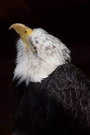Pin On Guardian Of Our Land