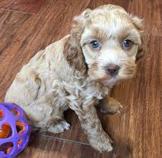 The cockapoo is becoming one of america's favorite designer breeds. Glenhaven Cockapoos The Puppies
