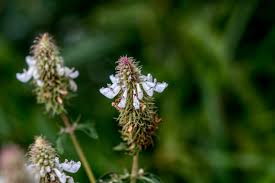 Image result for Pycnostachys reticulata