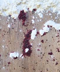 Image result for red mite