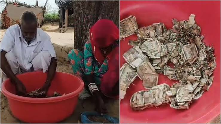 Rajasthan Farmer Loses ₹5 Lakh to Termites - General News | Krihaa
