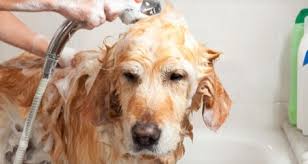 Start by leading your dog to the bathroom using his favorite treats. 5 Common Mistakes Pet Parents Make During Bath Time Petcoach
