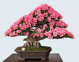Placement of your azalea bonsai Azalea Bonsai Tree