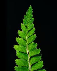 Image result for Microlepia