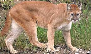 Maybe you would like to learn more about one of these? Puma Facts Diet Habitat Information