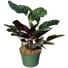 Check spelling or type a new query. The 8 Best Big Leaf Plants According To A Landscape Manager