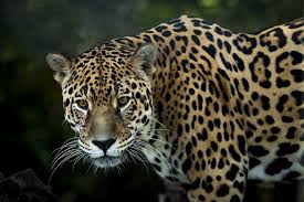 You've probably heard of some of them: International Jaguar Day Jaguar Can Cope With Climate Extremes But Lack Of Food Threatens Species Earth Org Past Present Future